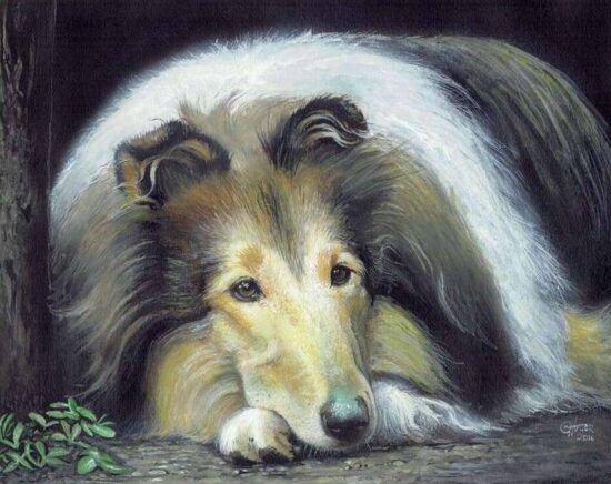 Rough Collie