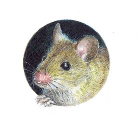 Wood Mouse